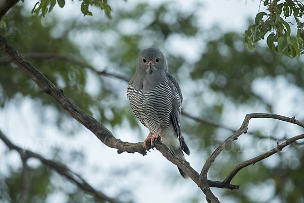 Sperberbussard (Kaupifalco monogrammicus)