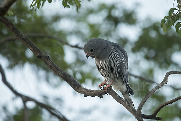 Sperberbussard (Kaupifalco monogrammicus)