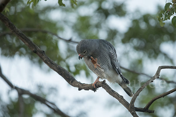 Sperberbussard (Kaupifalco monogrammicus)