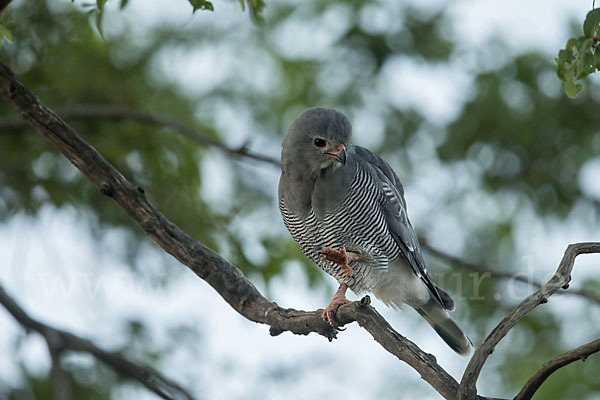 Sperberbussard (Kaupifalco monogrammicus)