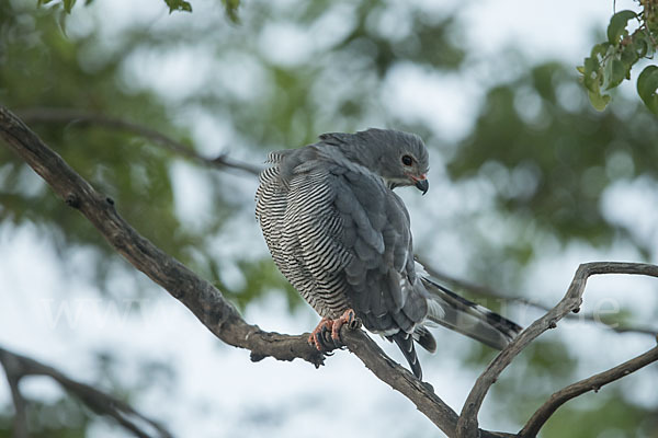 Sperberbussard (Kaupifalco monogrammicus)