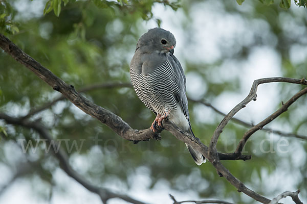 Sperberbussard (Kaupifalco monogrammicus)