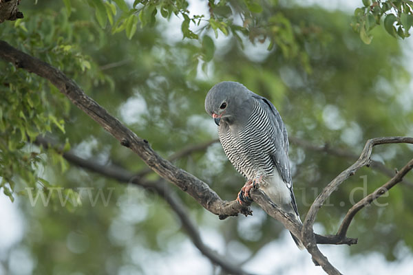 Sperberbussard (Kaupifalco monogrammicus)