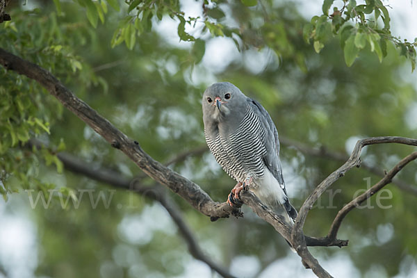 Sperberbussard (Kaupifalco monogrammicus)