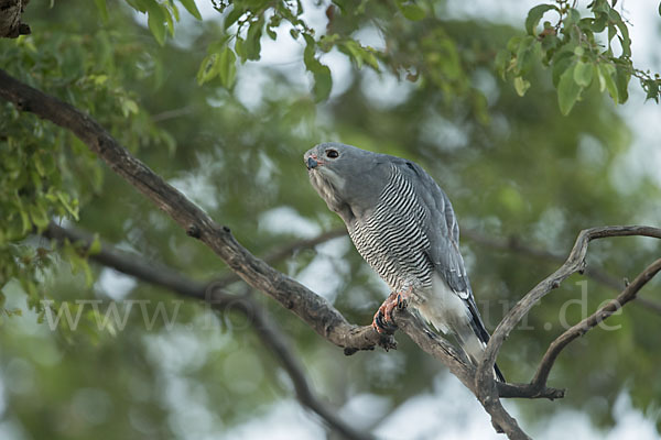 Sperberbussard (Kaupifalco monogrammicus)