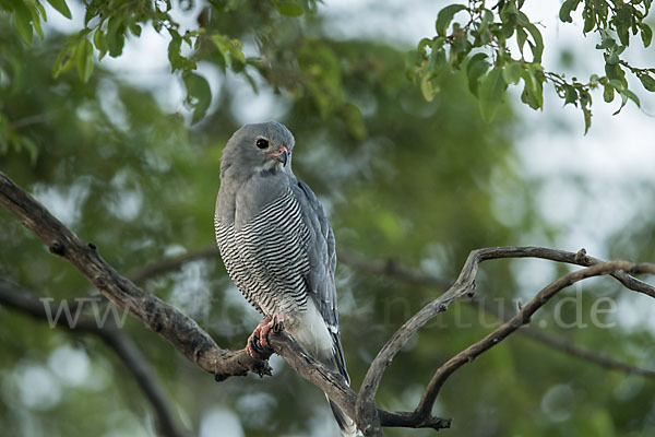 Sperberbussard (Kaupifalco monogrammicus)