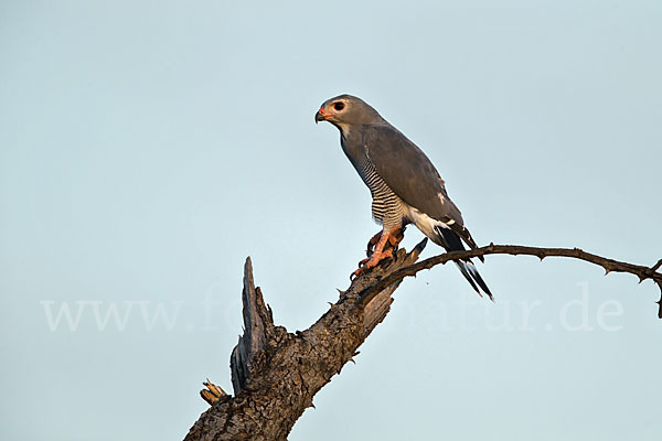 Sperberbussard (Kaupifalco monogrammicus)