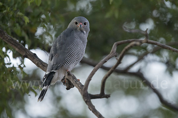 Sperberbussard (Kaupifalco monogrammicus)