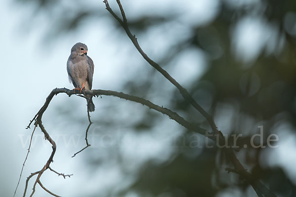 Sperberbussard (Kaupifalco monogrammicus)