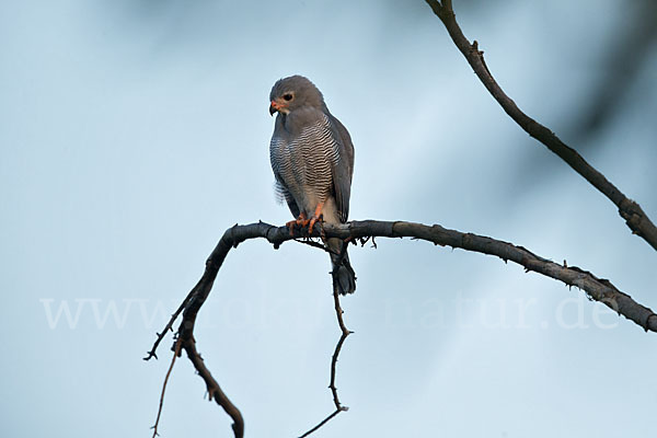 Sperberbussard (Kaupifalco monogrammicus)