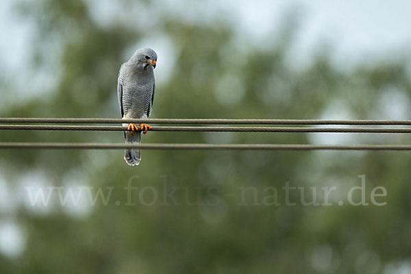 Sperberbussard (Kaupifalco monogrammicus)