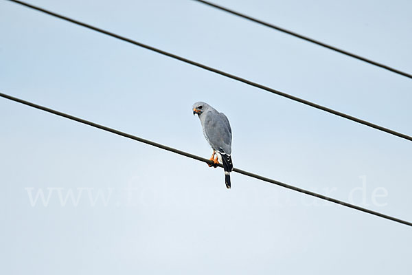 Sperberbussard (Kaupifalco monogrammicus)