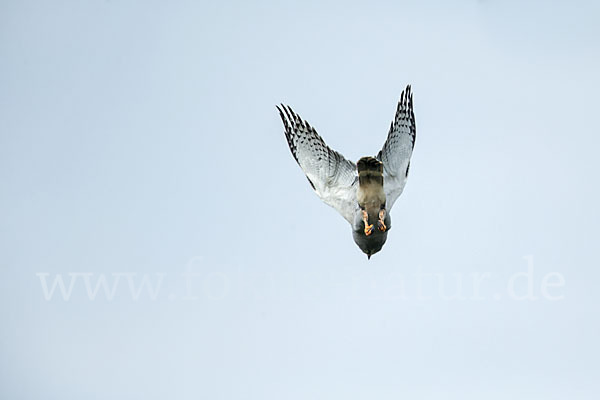 Sperberbussard (Kaupifalco monogrammicus)