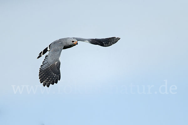 Sperberbussard (Kaupifalco monogrammicus)