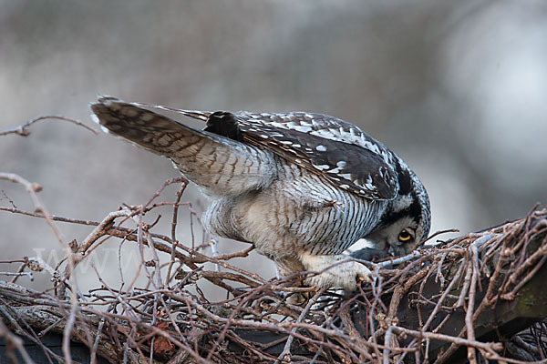 Sperbereule (Surnia ulula)