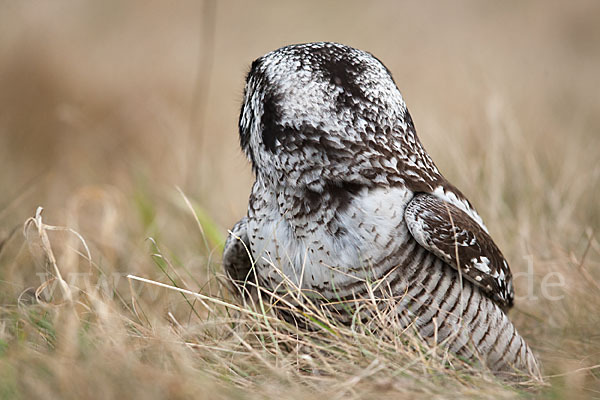 Sperbereule (Surnia ulula)