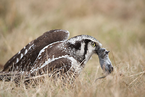 Sperbereule (Surnia ulula)