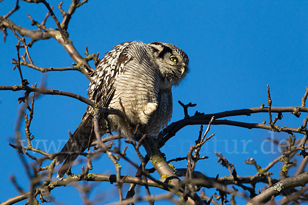 Sperbereule (Surnia ulula)