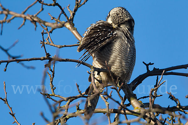 Sperbereule (Surnia ulula)