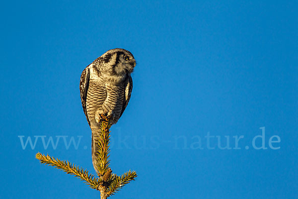 Sperbereule (Surnia ulula)