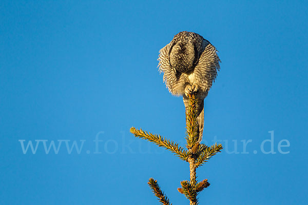 Sperbereule (Surnia ulula)