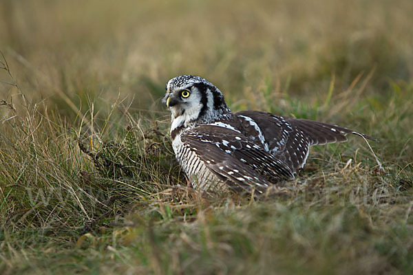 Sperbereule (Surnia ulula)