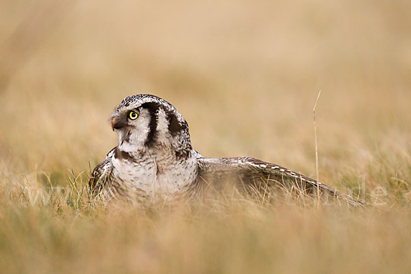 Sperbereule (Surnia ulula)