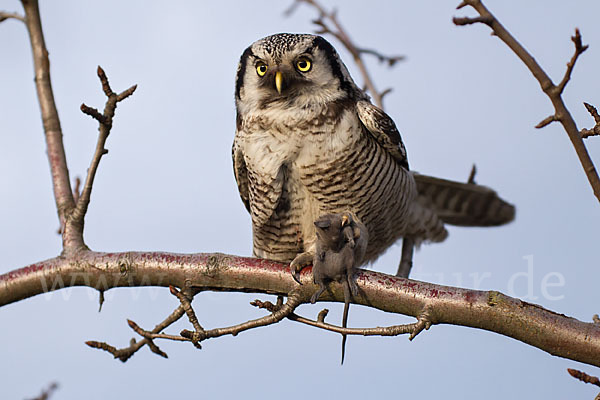 Sperbereule (Surnia ulula)