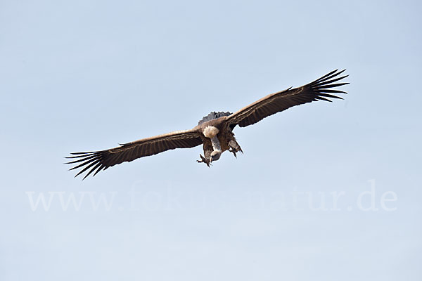 Sperbergeier (Gyps rueppellii)