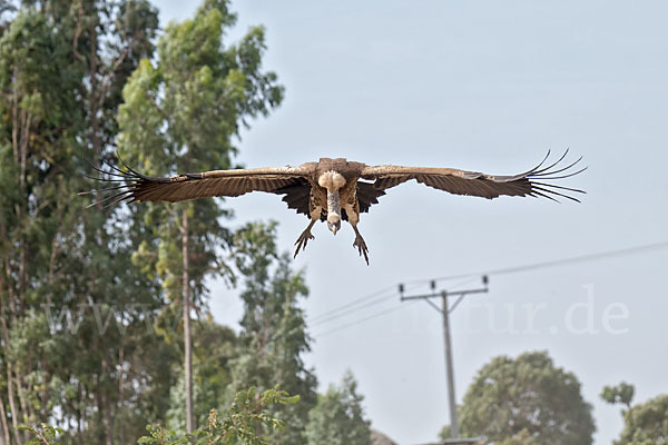 Sperbergeier (Gyps rueppellii)