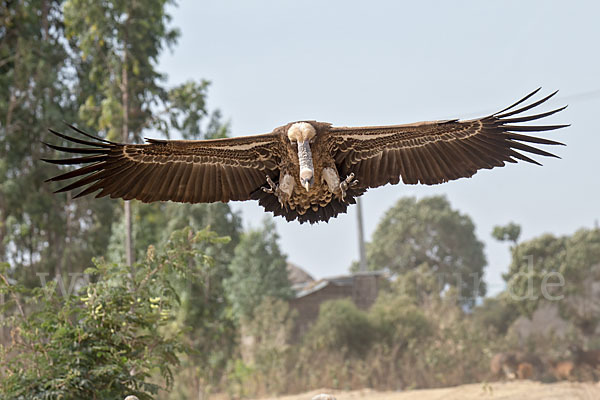 Sperbergeier (Gyps rueppellii)