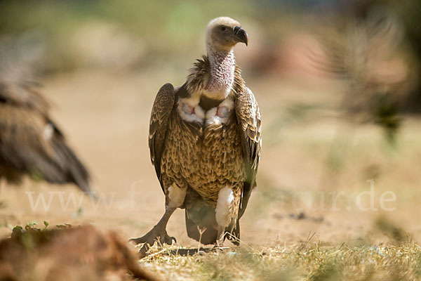 Sperbergeier (Gyps rueppellii)