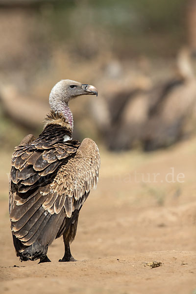 Sperbergeier (Gyps rueppellii)