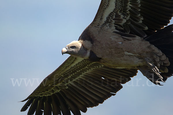 Sperbergeier (Gyps rueppellii)