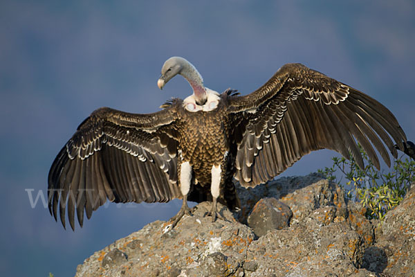 Sperbergeier (Gyps rueppellii)