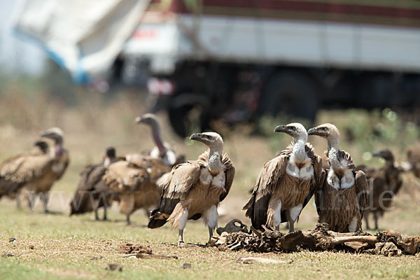 Sperbergeier (Gyps rueppellii)