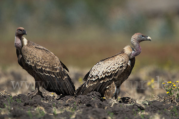 Sperbergeier (Gyps rueppellii)