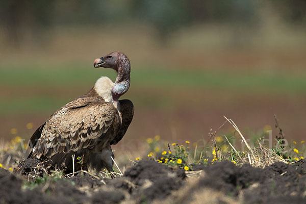 Sperbergeier (Gyps rueppellii)