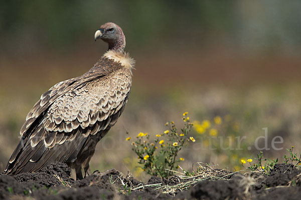 Sperbergeier (Gyps rueppellii)