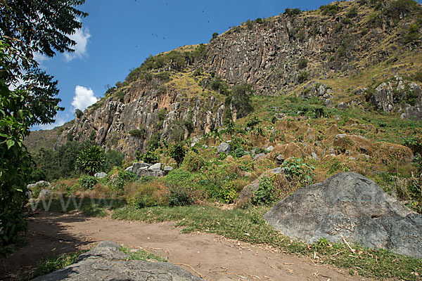 Sperbergeier (Gyps rueppellii)