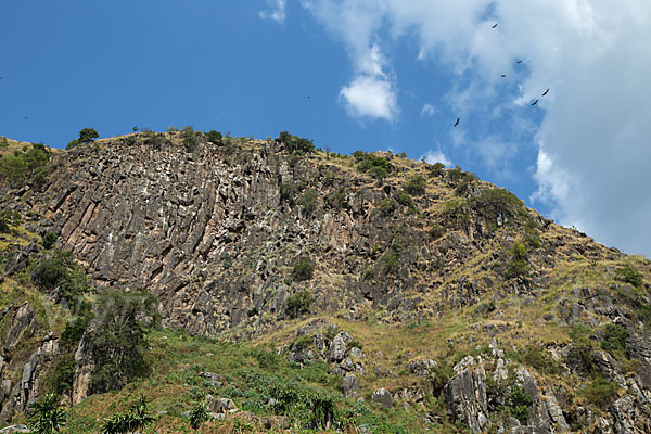 Sperbergeier (Gyps rueppellii)