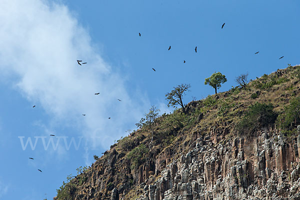 Sperbergeier (Gyps rueppellii)