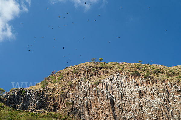 Sperbergeier (Gyps rueppellii)