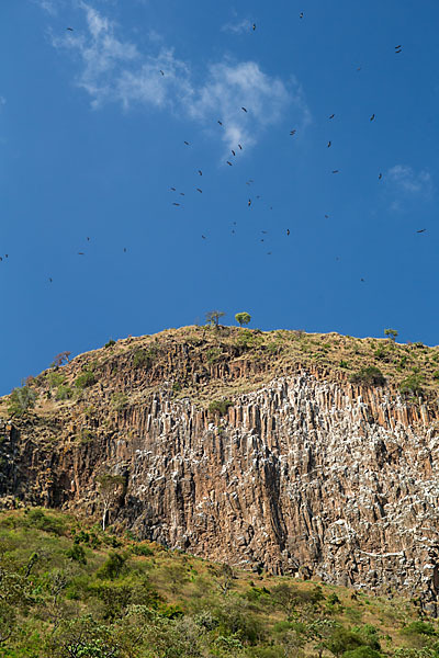 Sperbergeier (Gyps rueppellii)