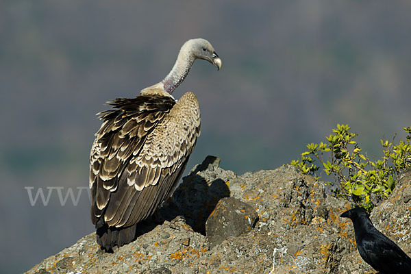 Sperbergeier sspec. (Gyps rüppellii erlangeri)