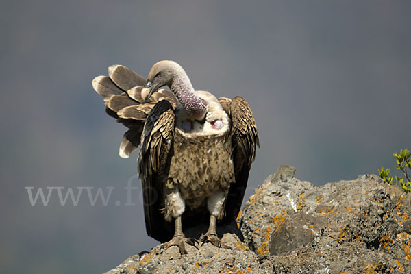 Sperbergeier sspec. (Gyps rüppellii erlangeri)