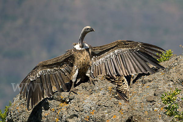 Sperbergeier sspec. (Gyps rüppellii erlangeri)