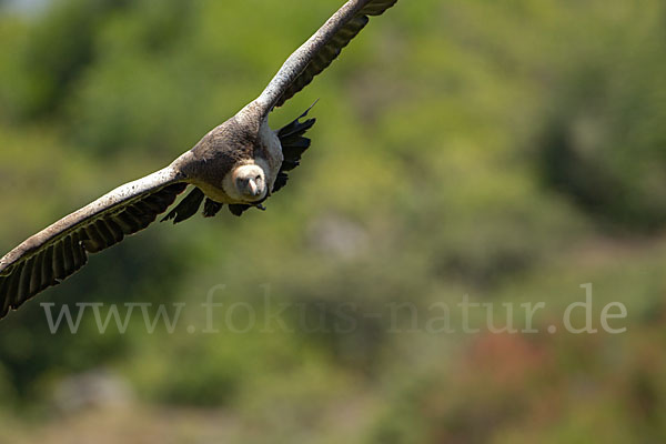 Sperbergeier sspec. (Gyps rüppellii erlangeri)