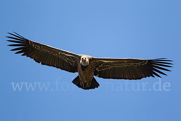 Sperbergeier sspec. (Gyps rüppellii erlangeri)