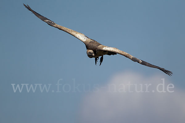 Sperbergeier sspec. (Gyps rüppellii erlangeri)